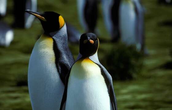 Image of King Penguin