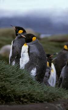 Image of King Penguin