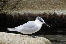 Image of sandwich tern