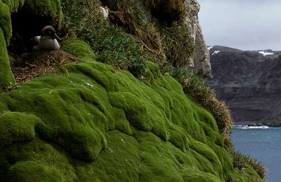 Image of Light-mantled Albatross