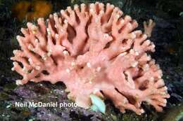 Image of pink branching lace hydrocoral