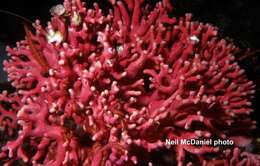 Image of fuchsia lace hydrocoral