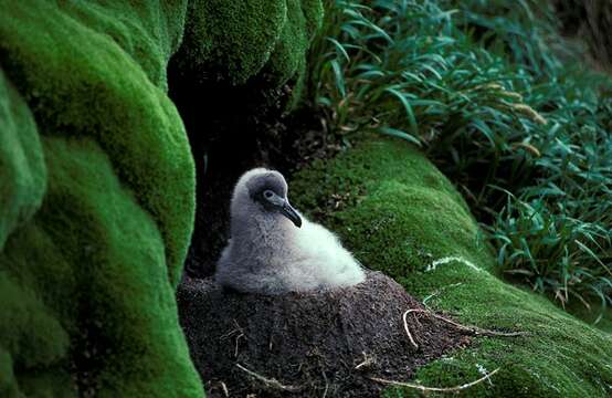 Image of Light-mantled Albatross