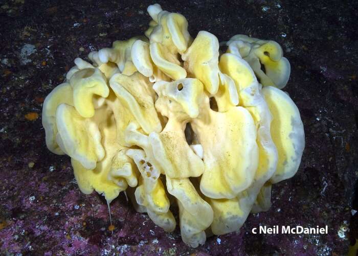 Image of Cloud sponge