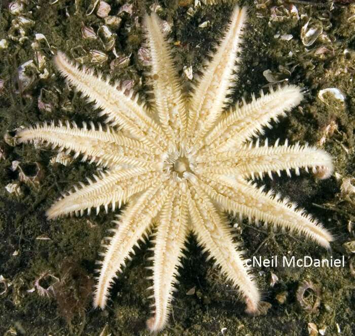 Sivun Crossaster papposus (Linnaeus 1767) kuva