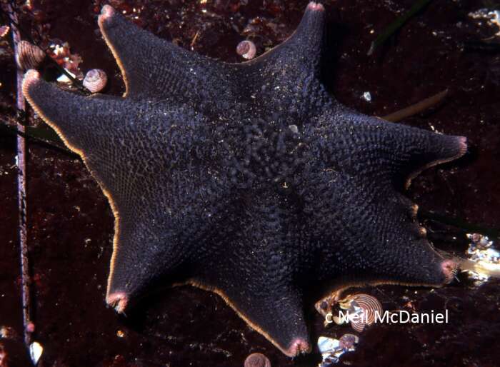 Image of Bat star