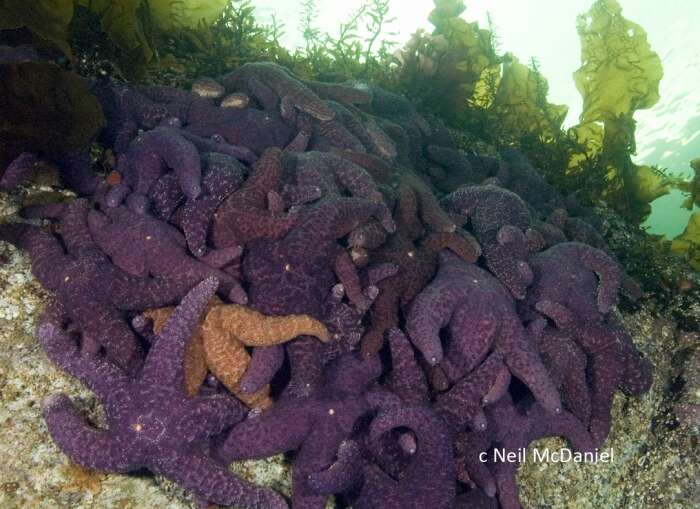 Image of ochre sea star