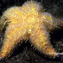 Image of Poraniopsis inflata (Fisher 1906)