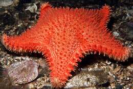 Image of Arctic cushion star