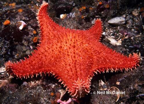 Image of Arctic cushion star