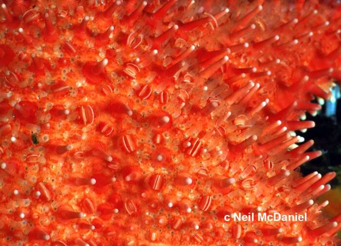 Image of Arctic cushion star