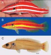 Image of Lemon-striped pygmy hogfish