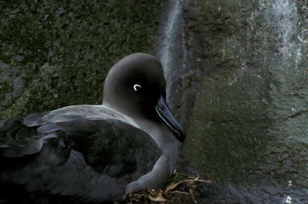 Image of Light-mantled Albatross