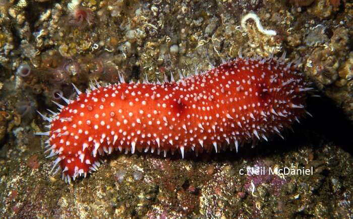 Image of white-knobbed sea cucumber