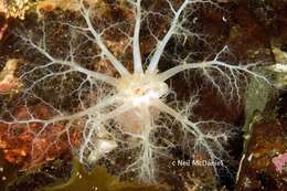 Image of pale sea cucumber