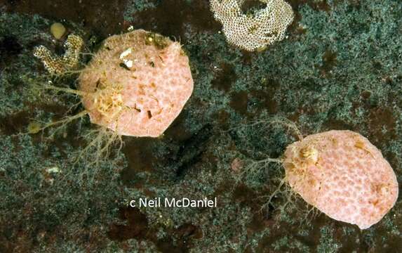 Image of platter sea cucumber