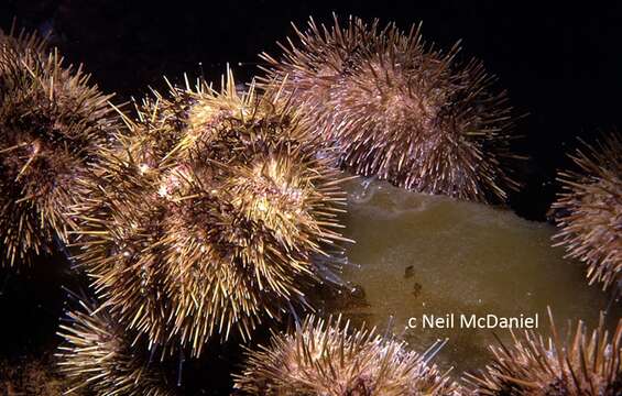 Image of green sea urchin