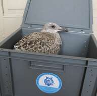 Imagem de Larus argentatus Pontoppidan 1763