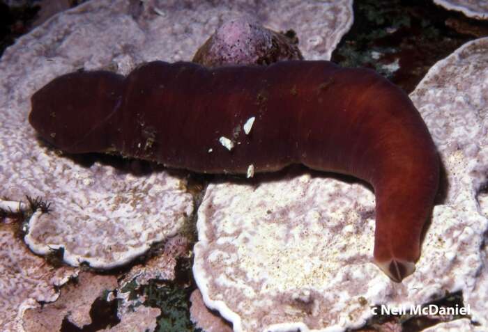Image of Amphiporidae