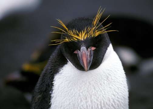 Image of Macaroni Penguin