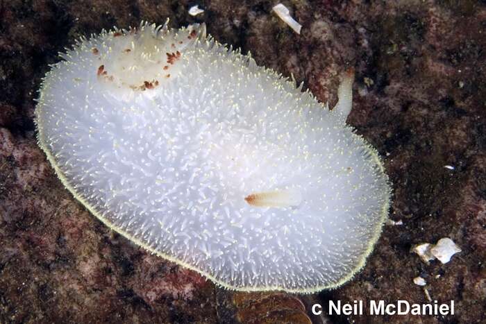 صورة Acanthodoris nanaimoensis O'Donoghue 1921