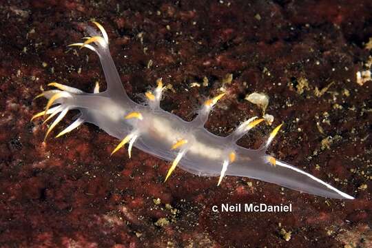 Image de Dendronotus albus MacFarland 1966