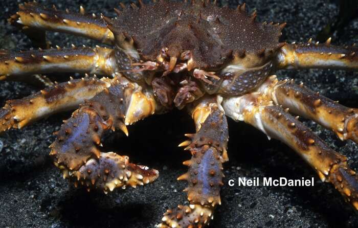 Image of blue king crab