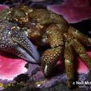 Image of granular claw crab