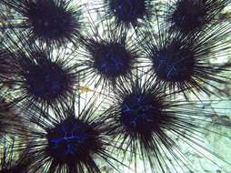 Image of Banded diadem urchin