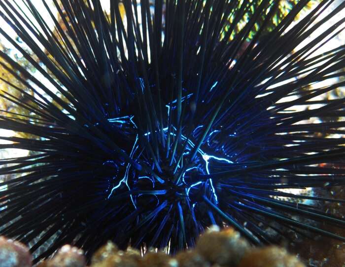 Image of Banded diadem urchin