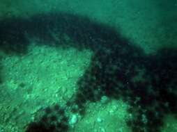 Image of Long-spined sea urchin