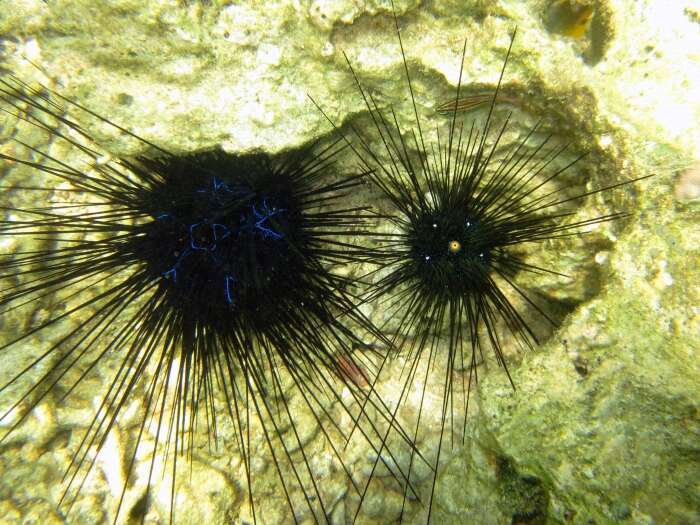 Image of Long-spined sea urchin