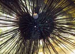 Image of Long-spined sea urchin