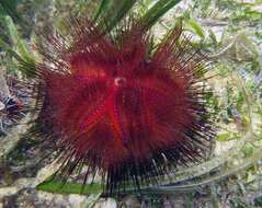 Image of Blue-Spotted Sea Urchin