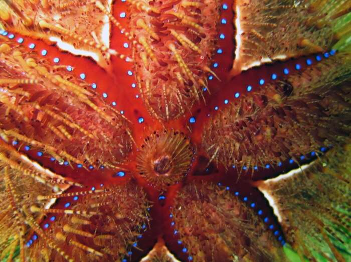 Image of Blue-Spotted Sea Urchin