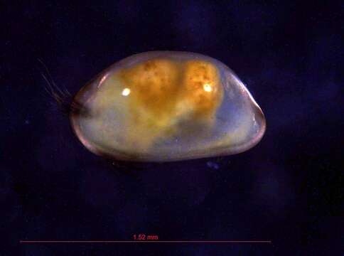 Imagem de Bythocyprididae Maddocks 1969