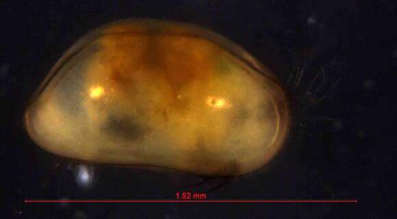 Image of Bythocyprididae Maddocks 1969