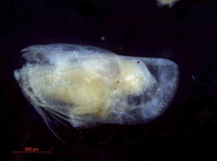 Image of Boroecia borealis (Sars 1866)