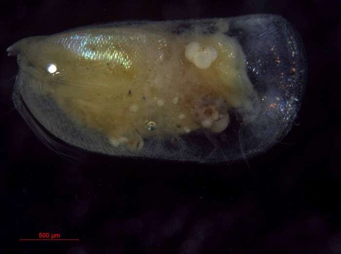 Boroecia borealis (Sars 1866) resmi