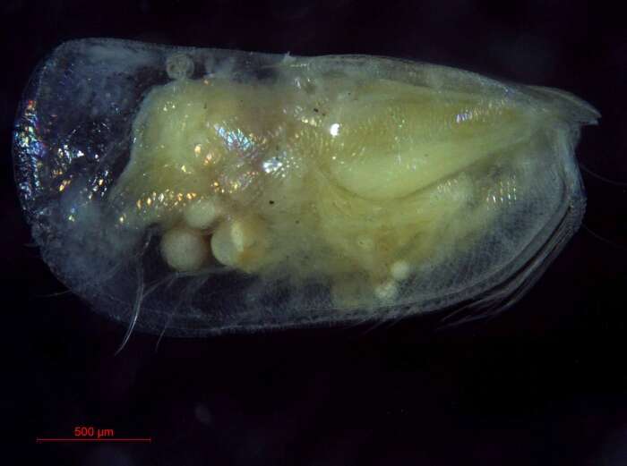 Boroecia borealis (Sars 1866) resmi