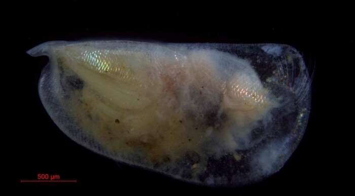 Boroecia borealis (Sars 1866) resmi