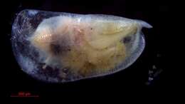 Boroecia borealis (Sars 1866) resmi