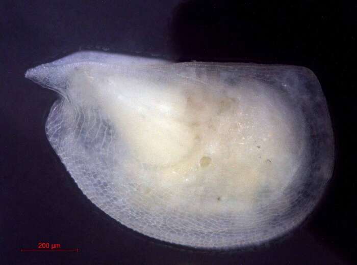Image of Mikroconchoecia stigmatica G. W. Müller 1906