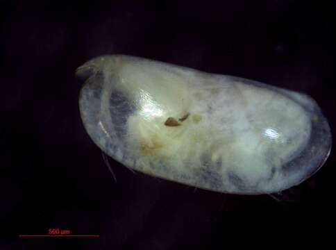 Image of Obtusoecia obtusata (Sars 1866)