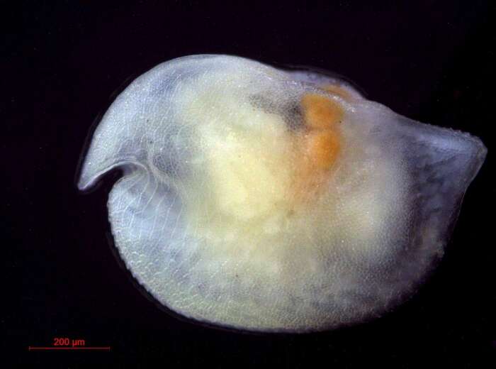 Image of Bathyconchoecia Deevey 1968