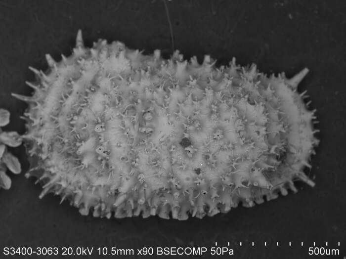 Image of Trachyleberididae Sylvester-Bradley 1948