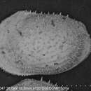 Image of Echinocythereis Puri 1954