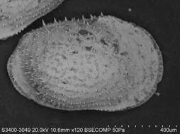 Image of Echinocythereidinae Hazel 1967