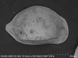 Image of Cytheruridae Müller 1894