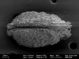 Image of Trachyleberididae Sylvester-Bradley 1948